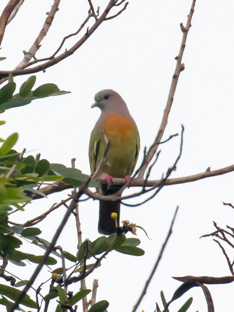 Pink-necked Green-pigeon (Treron vernans)
