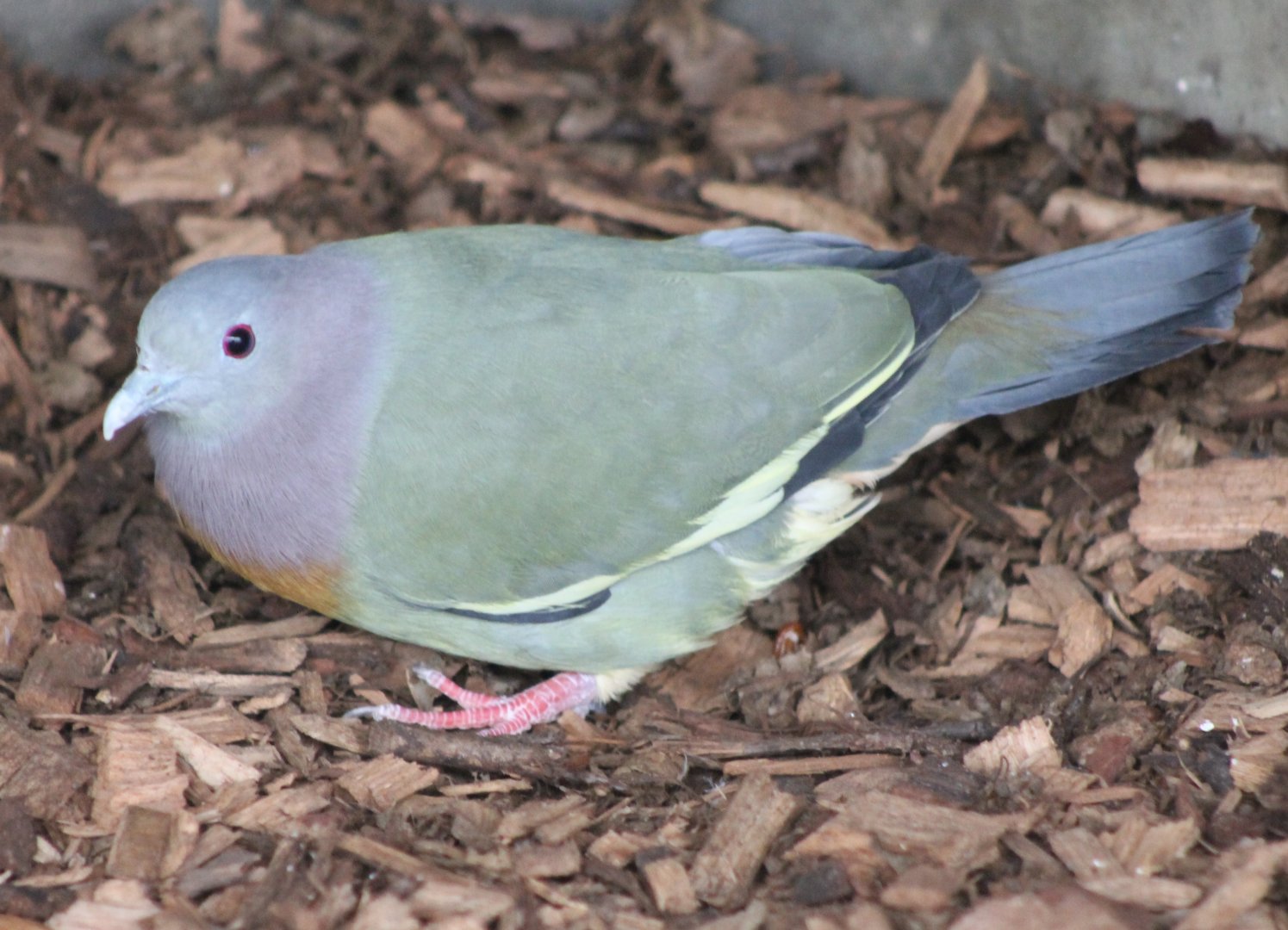 Pink-necked green-pigeon - Treron vernans