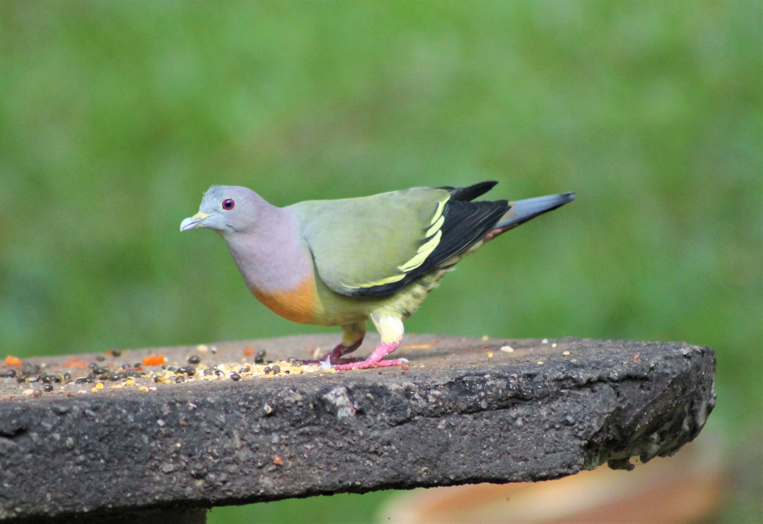Pink-necked Green Pigeon (Treron vernans)