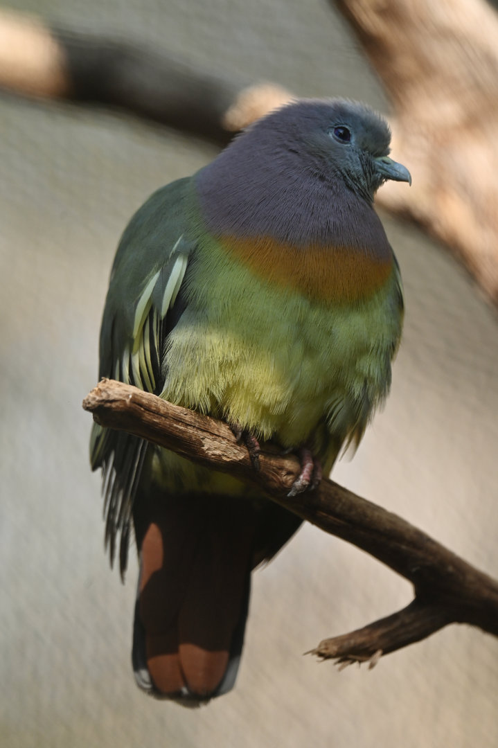 Pink-necked Green-Pigeon Treron vernans