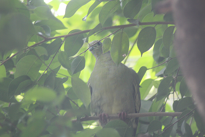 Pink-necked green pigeon (Treron vernans)