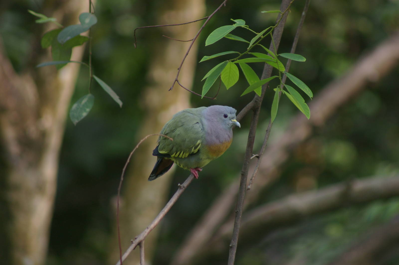 pink-necked green pigeon (Treron vernans)