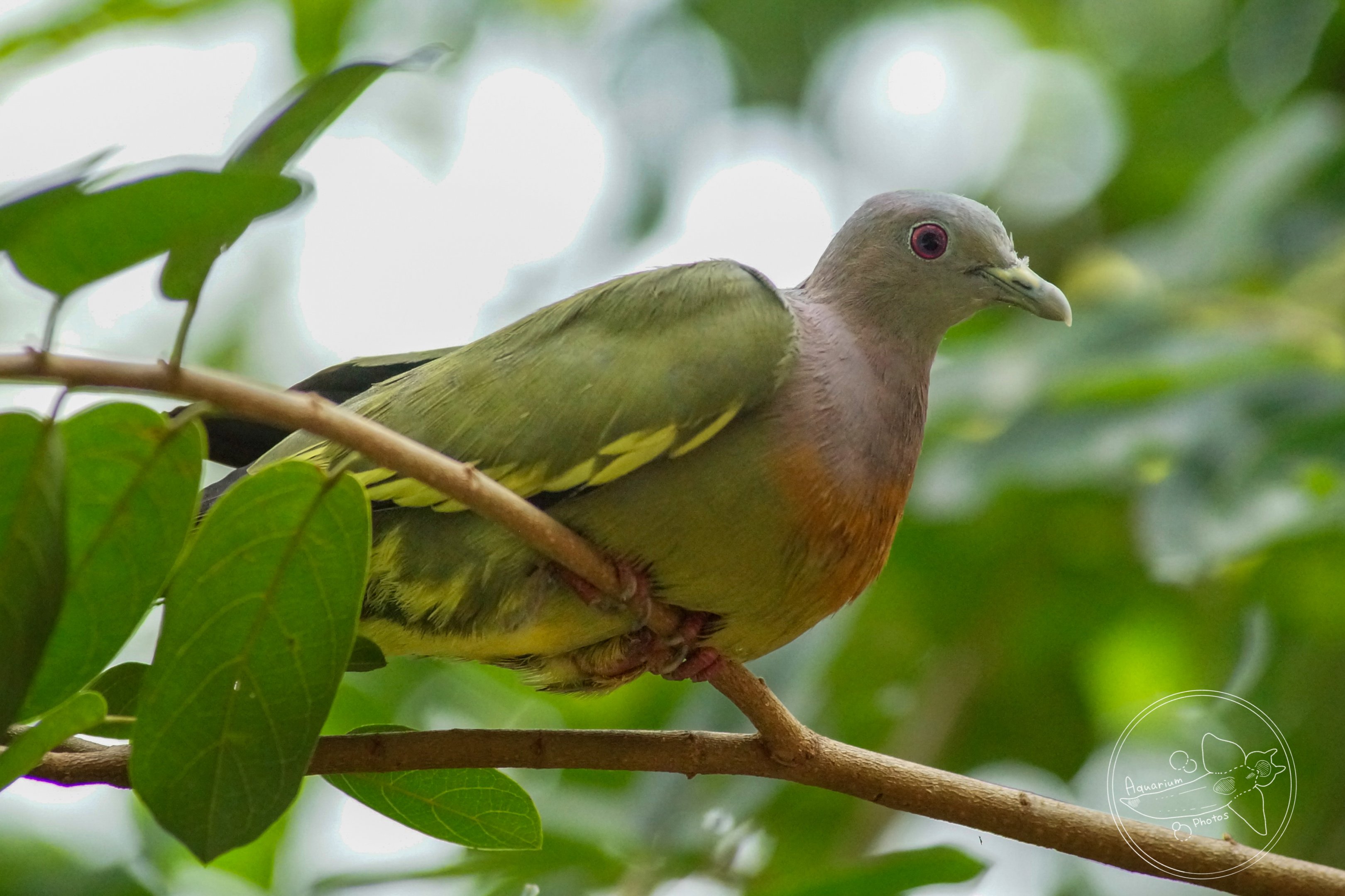 Pink-necked Green Pigeon (Treron vernans)