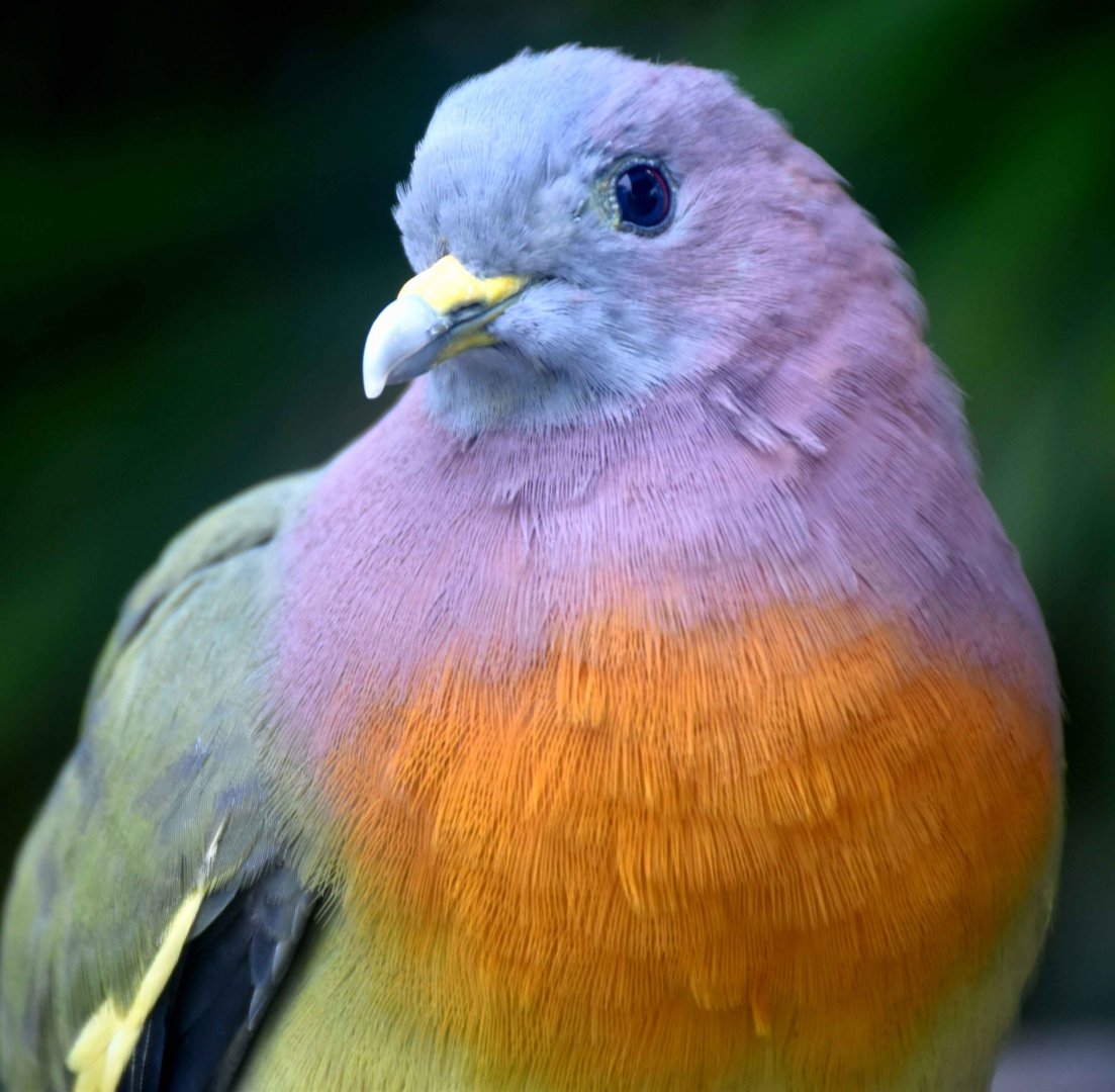 Pink-necked Green Pigeon (Treron vernans)