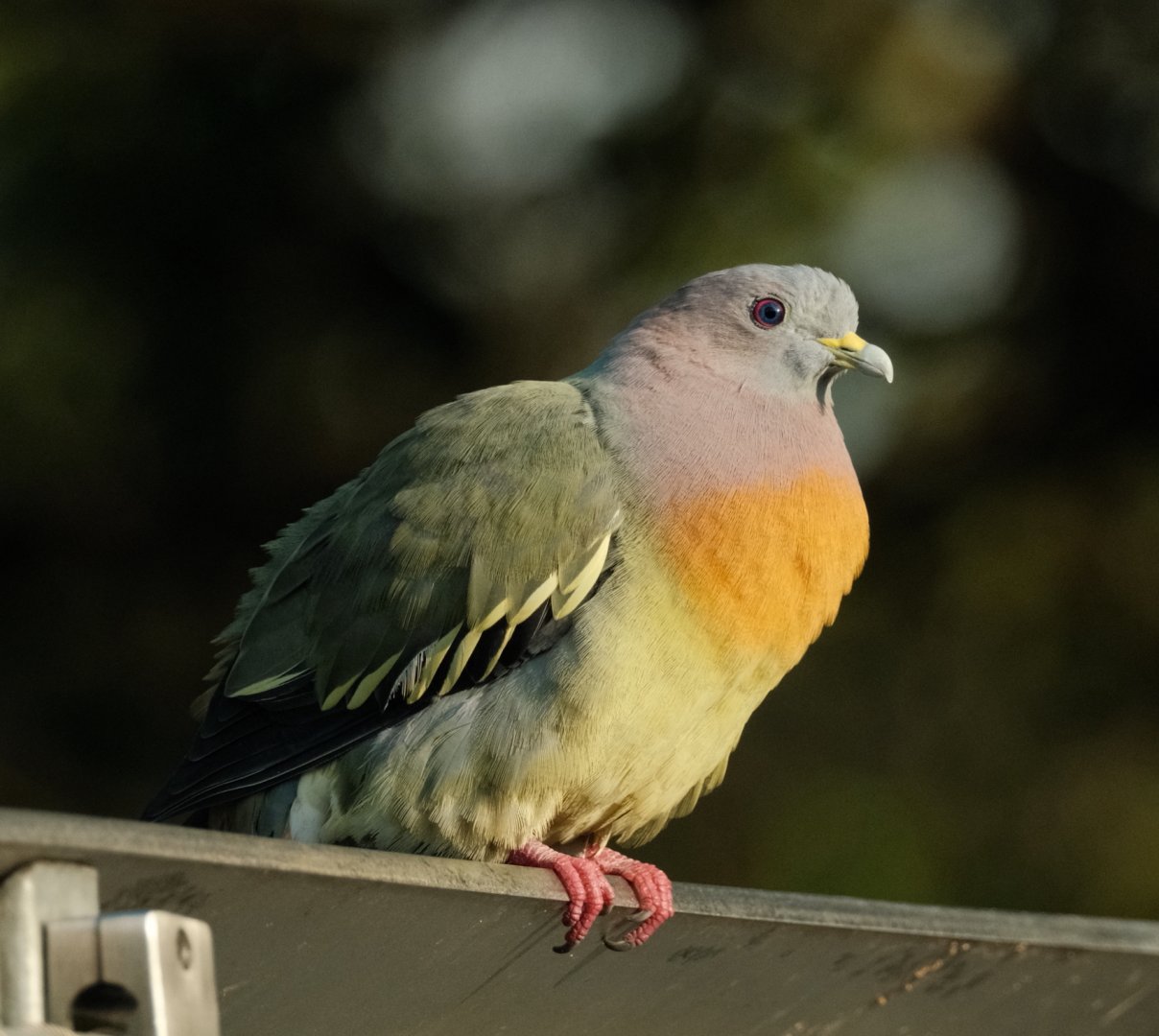 Pink-necked Green Pigeon (Treron vernans)