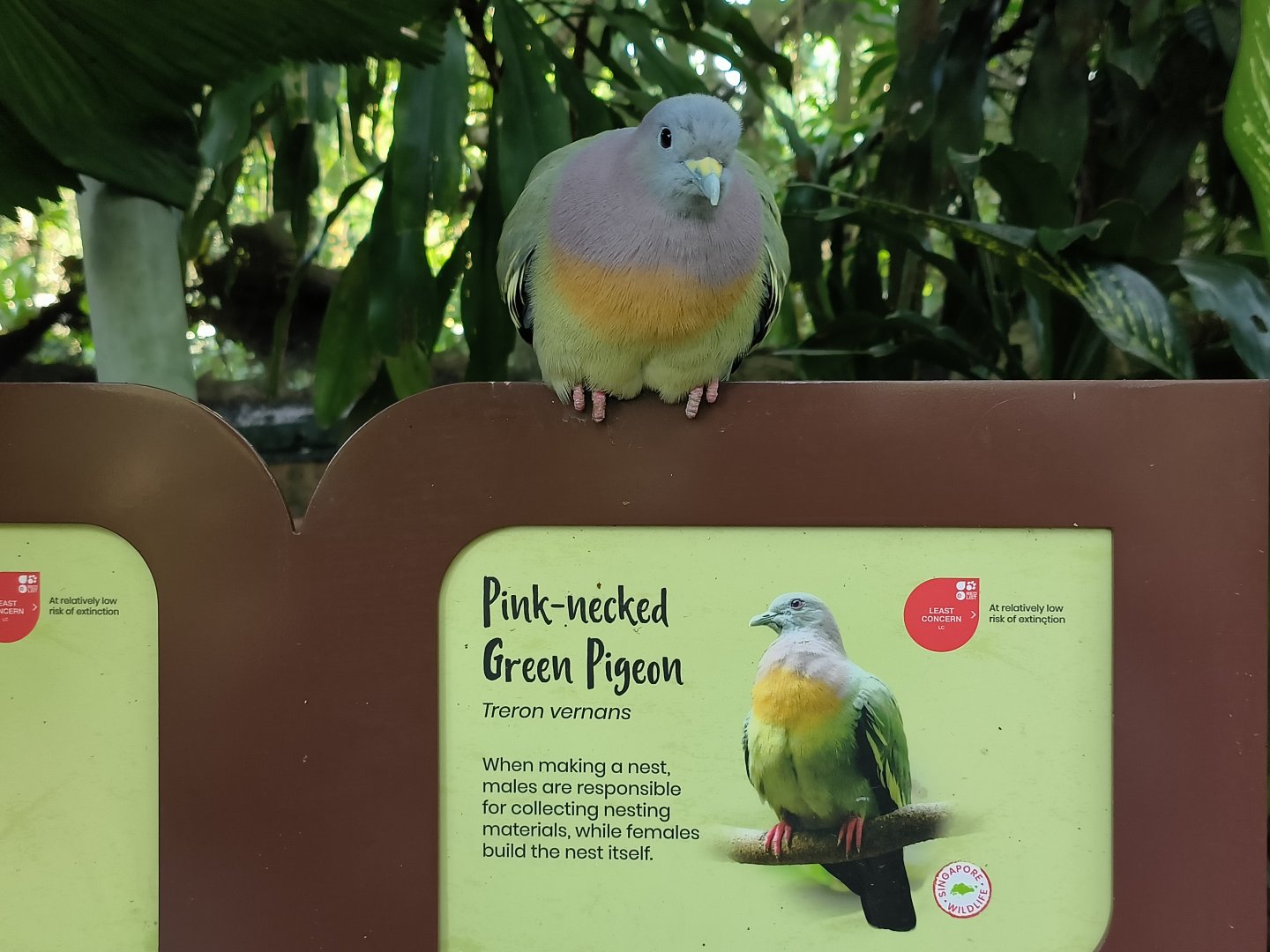 Pink-Necked Green Pigeon (Treron vernans)
