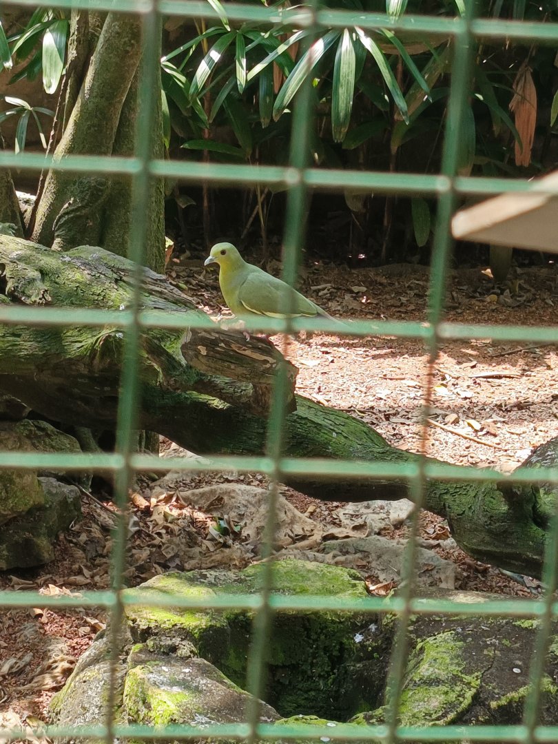 Pink-necked Green Pigeon (Treron vernans)