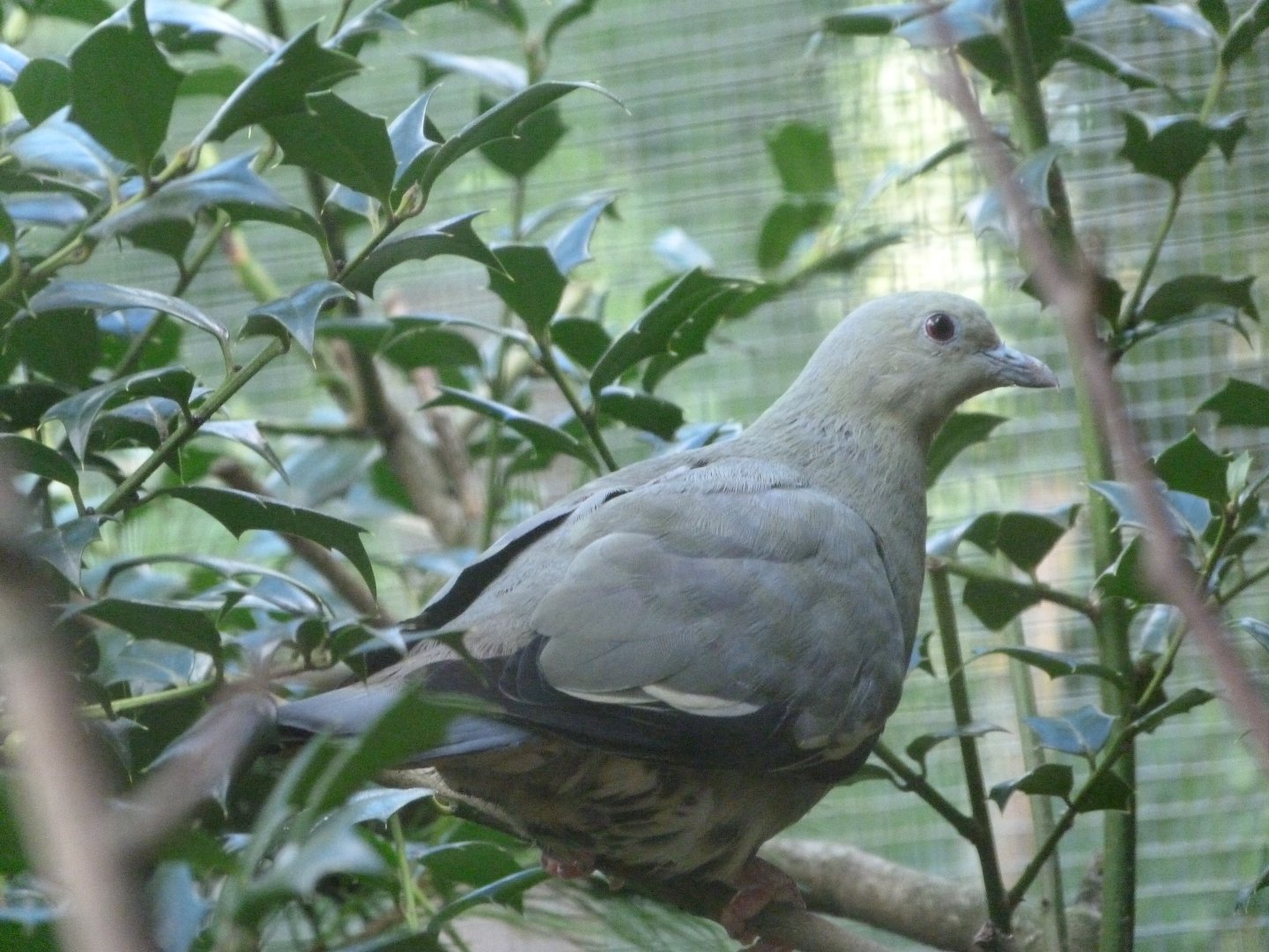 Pink-necked green pigeon -Zoo Plzeň (2025)