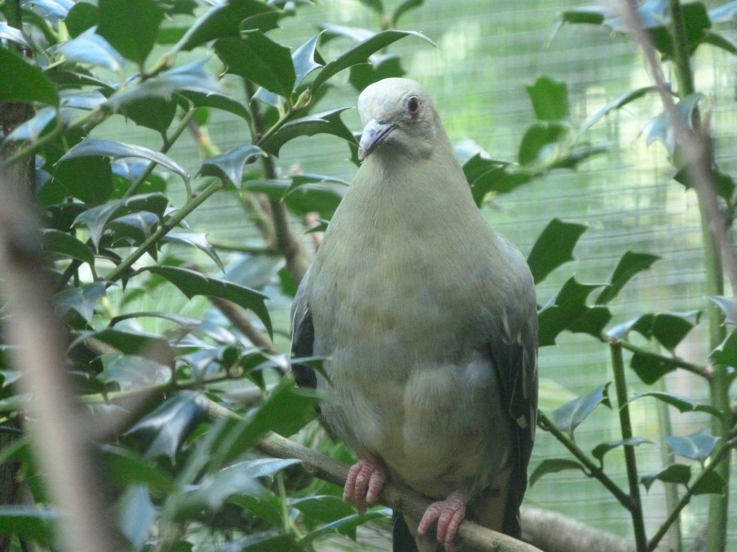 Pink-necked green pigeon -Zoo Plzeň (2025)