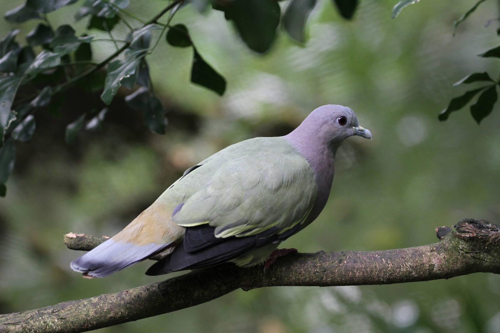Pink-necked Green Pigeon
