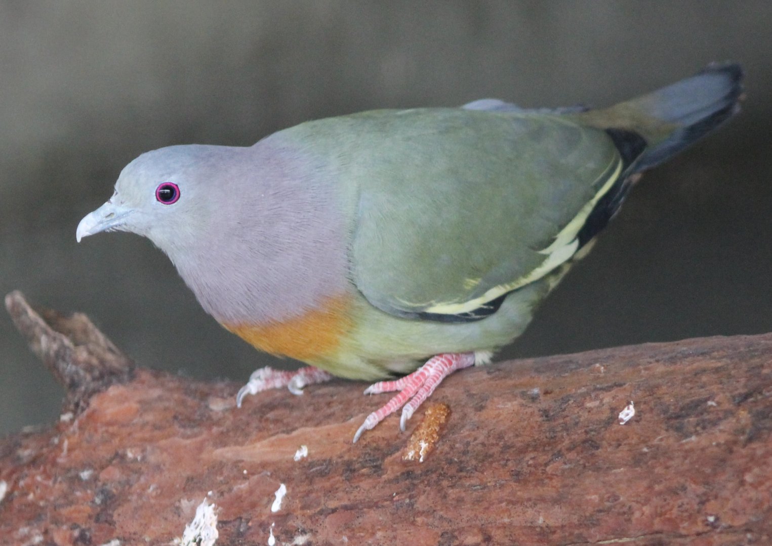 Pink-necked green-pigeon