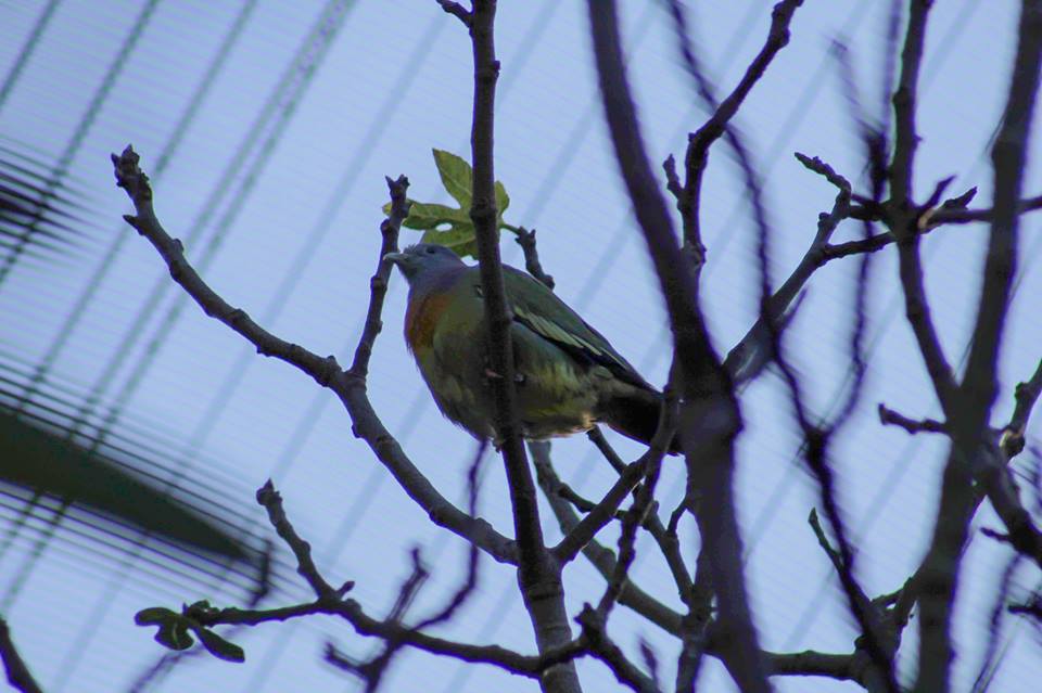 Pink-Necked Green-Pigeon