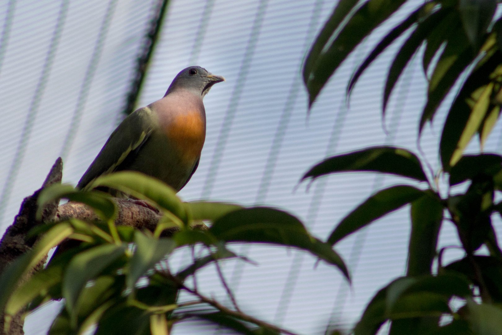 Pink-necked green pigeon