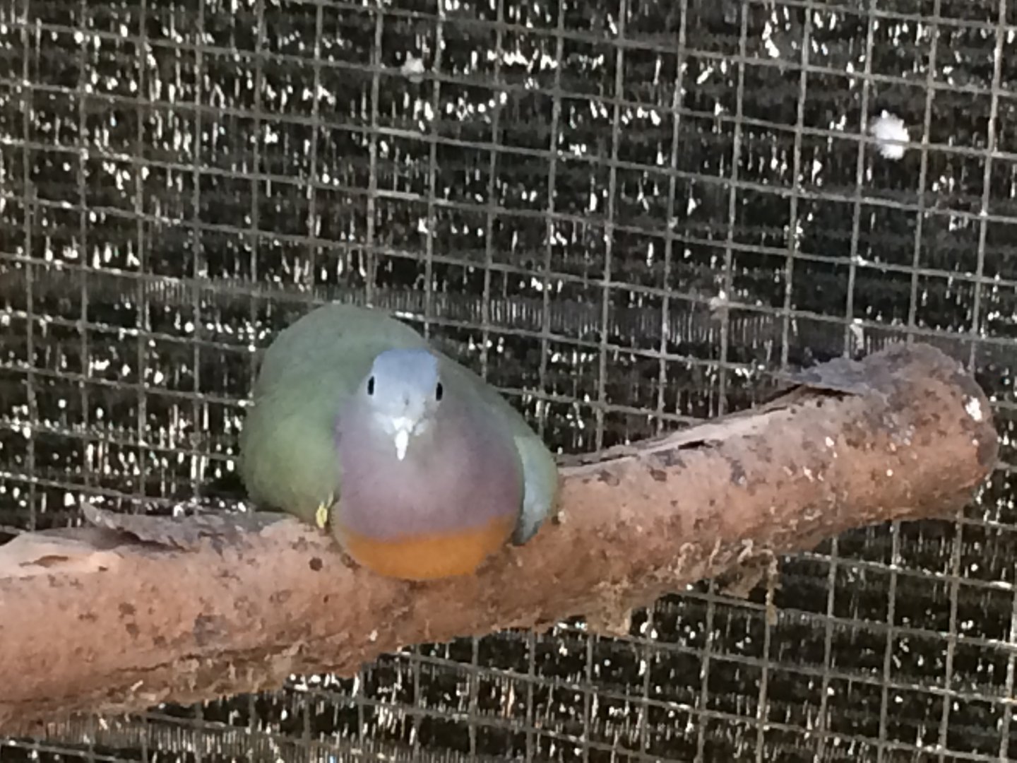 Pink Necked Green Pigeon