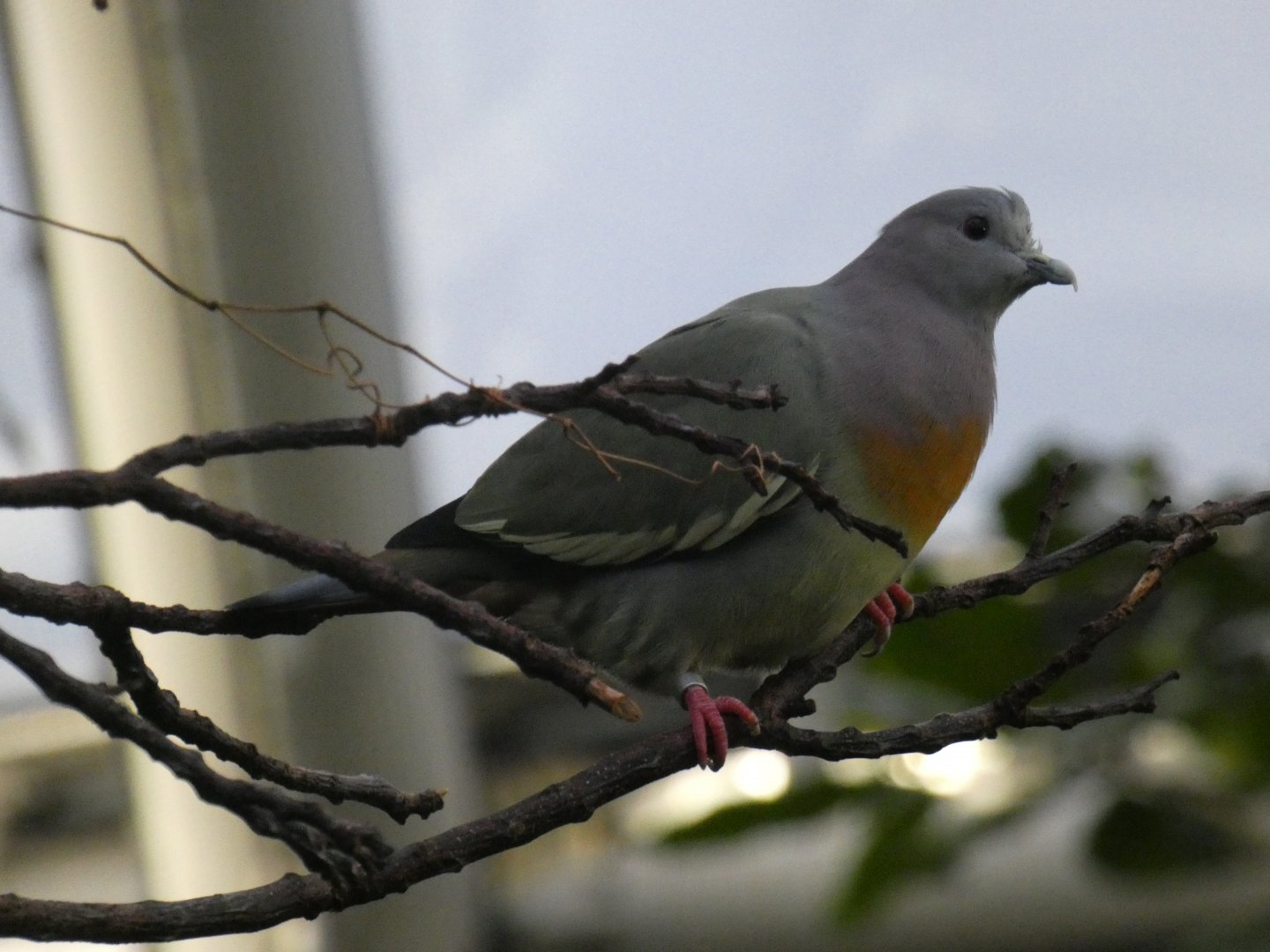 Pink-necked green pigeon