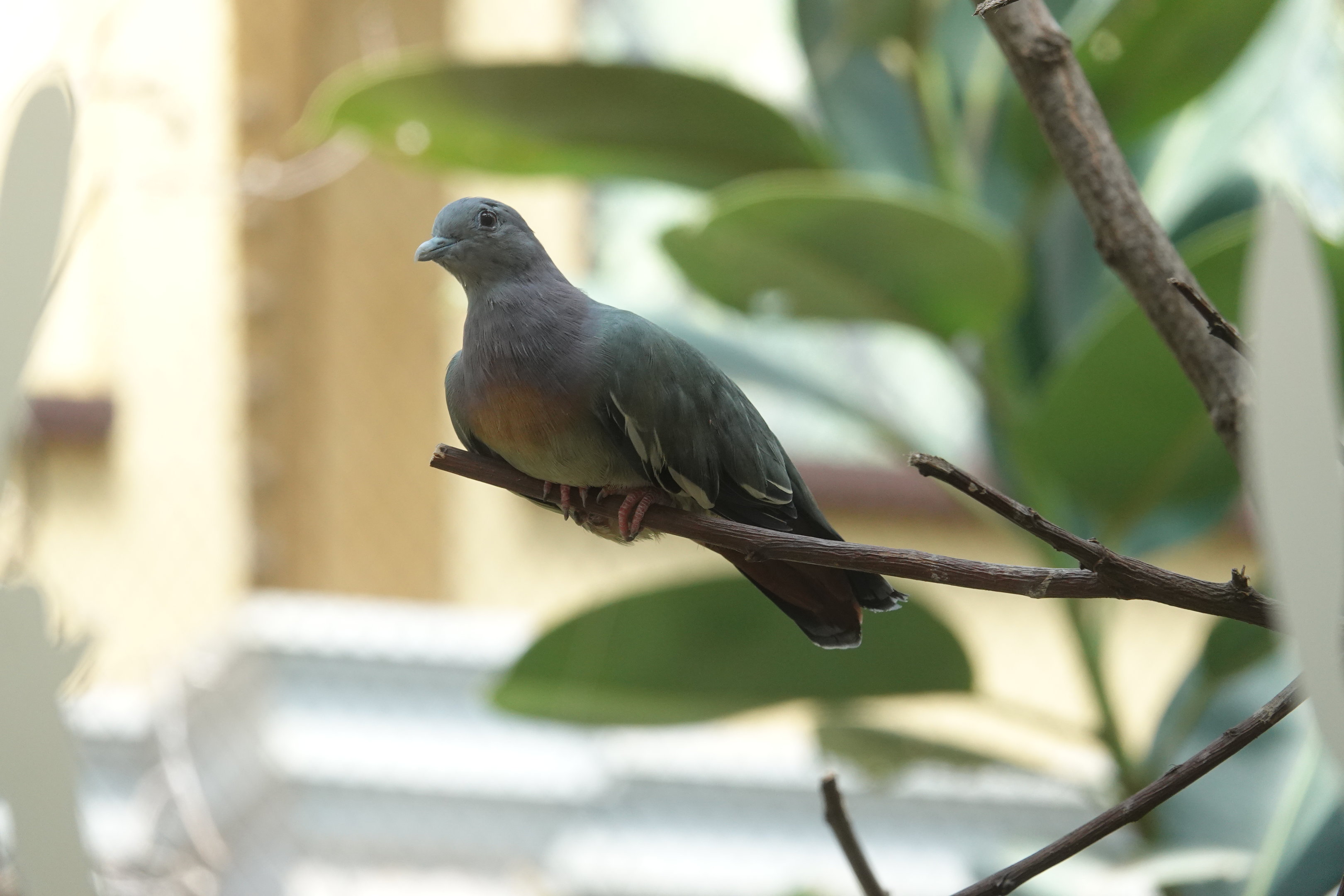 Pink-necked green-pigeon