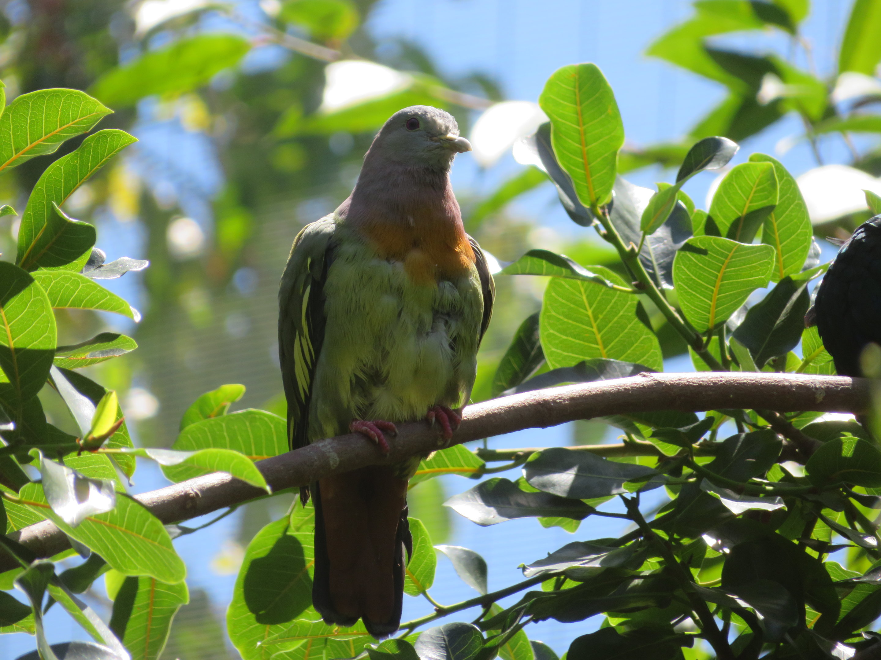 Pink-necked Green Pigeon