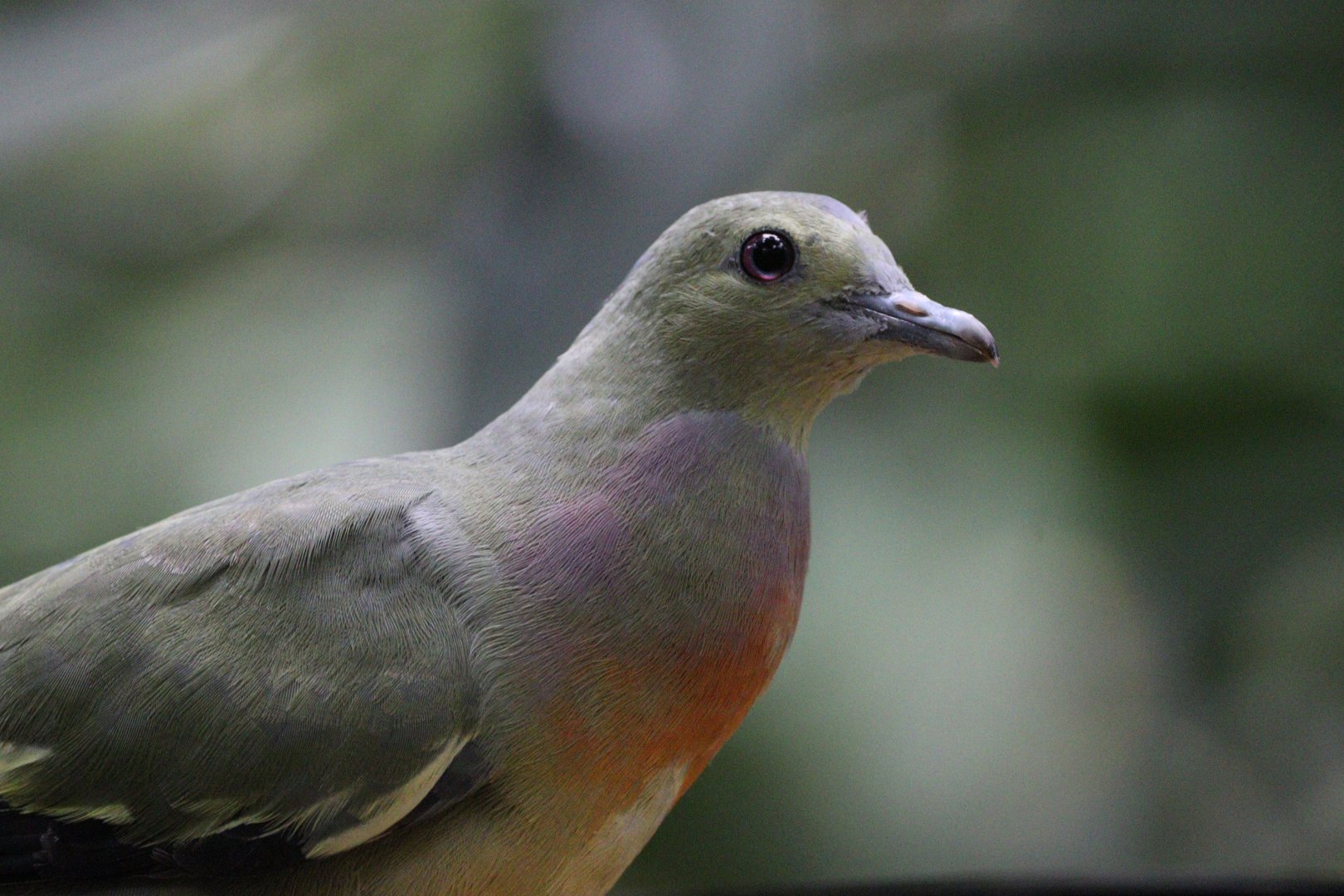 Pink-necked Green Pigeon