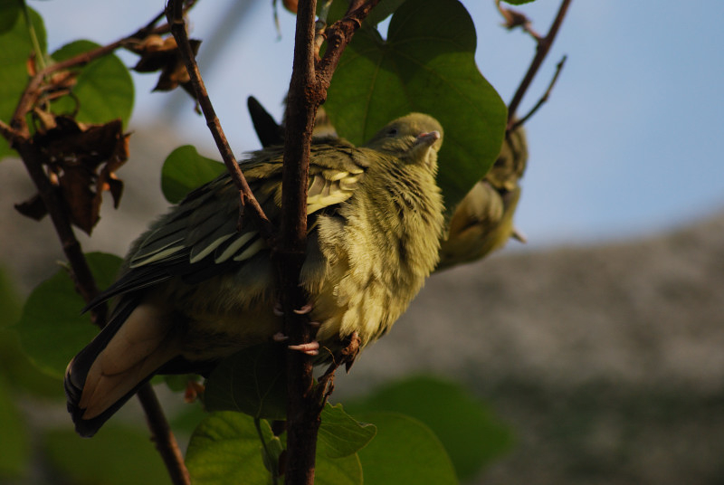Pink-necked Green-pigeon