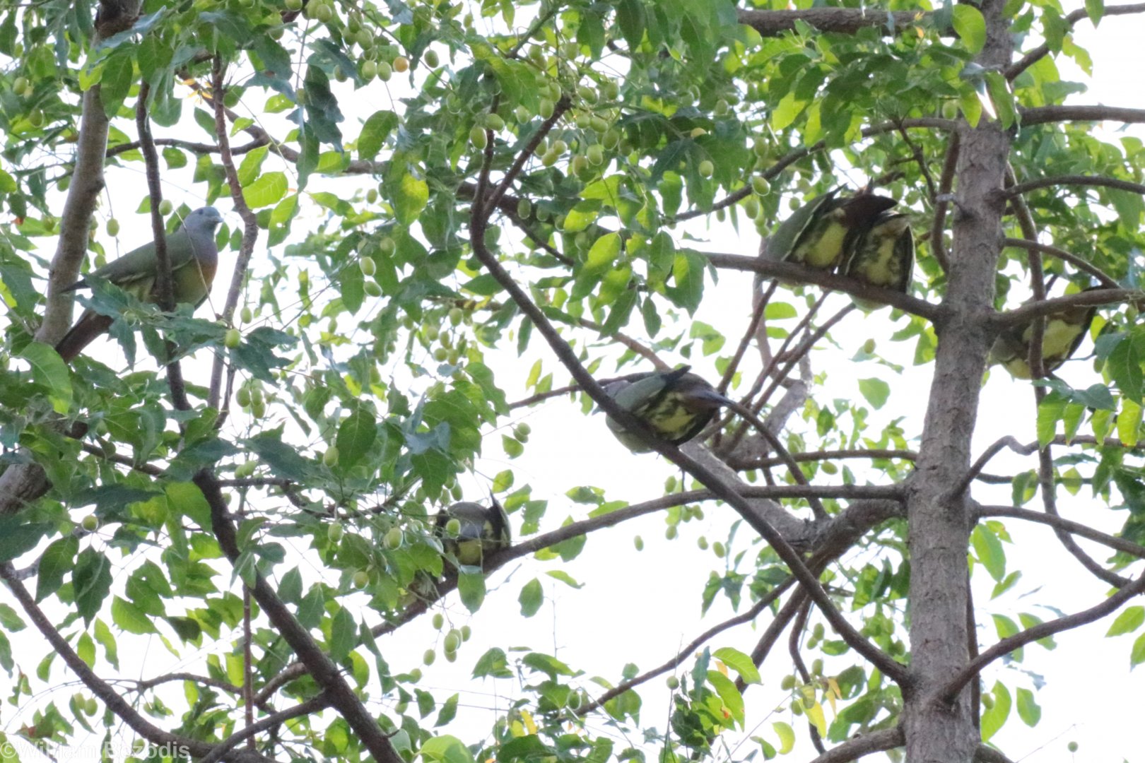 Pink-necked Green-pigeons - Sri Nakhon Khuean Khan Park