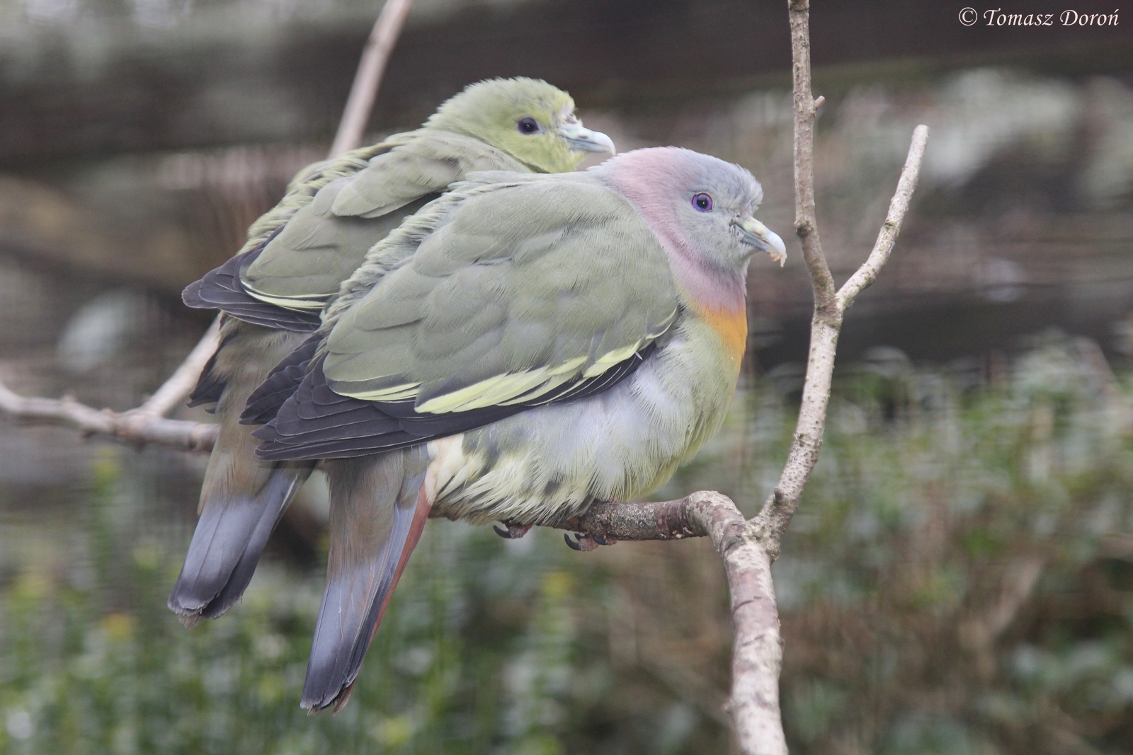 Pink-necked Green Pigeons (Treron vernans)