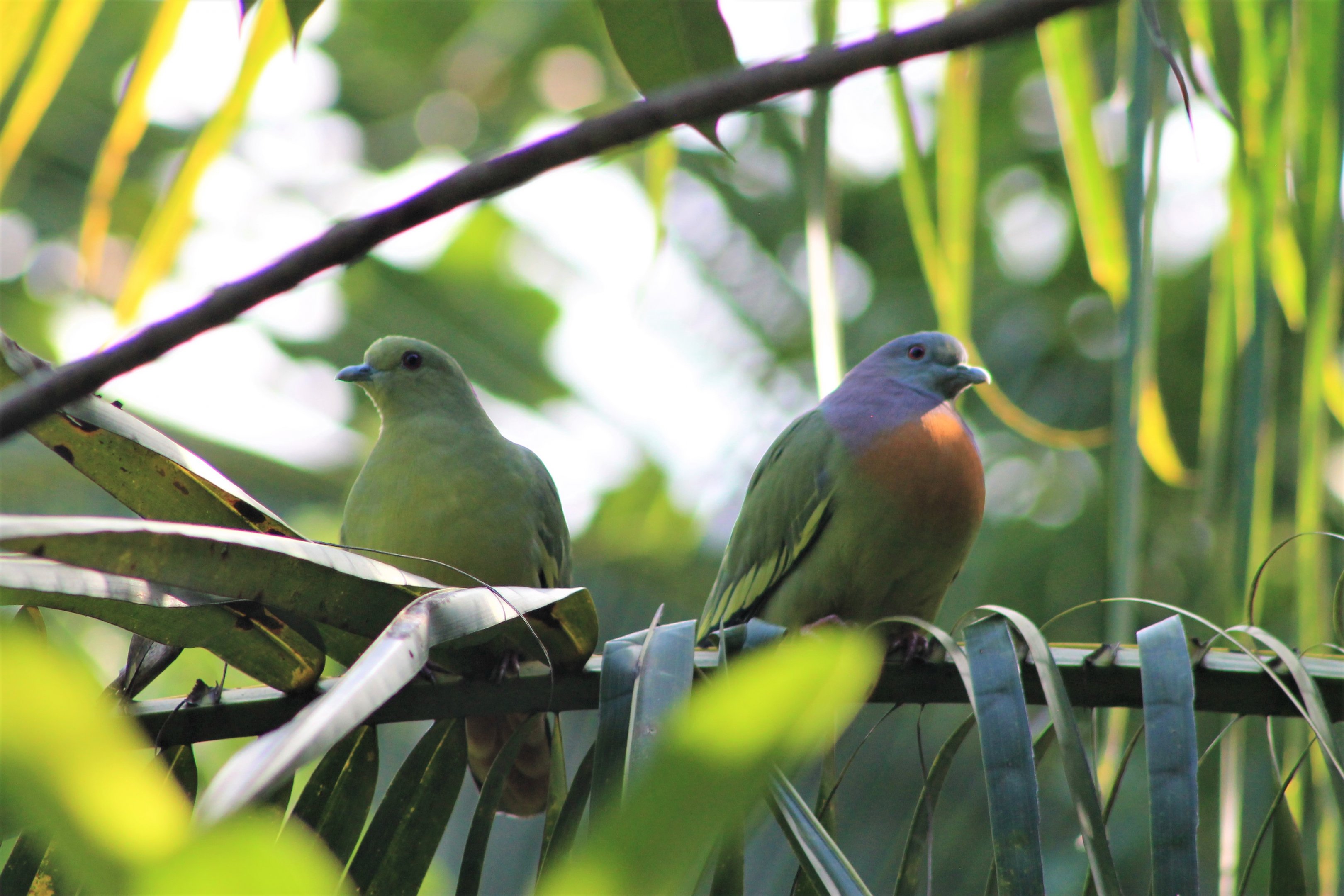 Pink-necked Green Pigeons (Treron vernans)