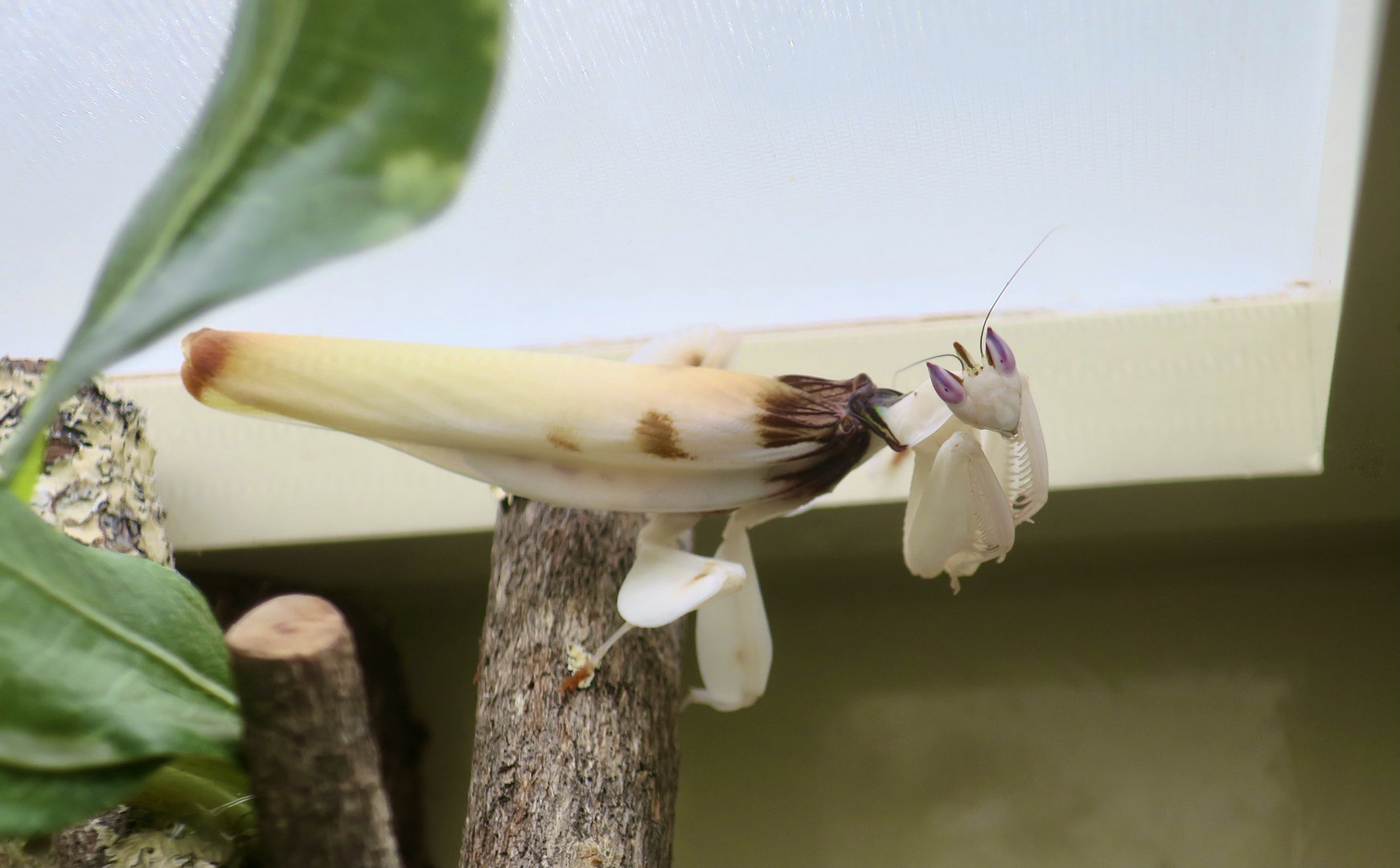 Pink Orchid Mantis (Hymenopus coronatus)