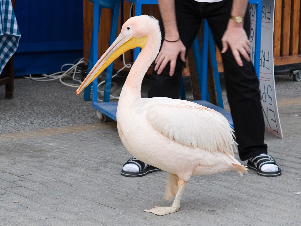 Pink Pelican
