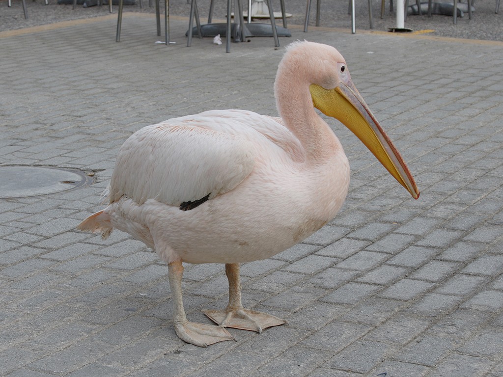 Pink Pelican