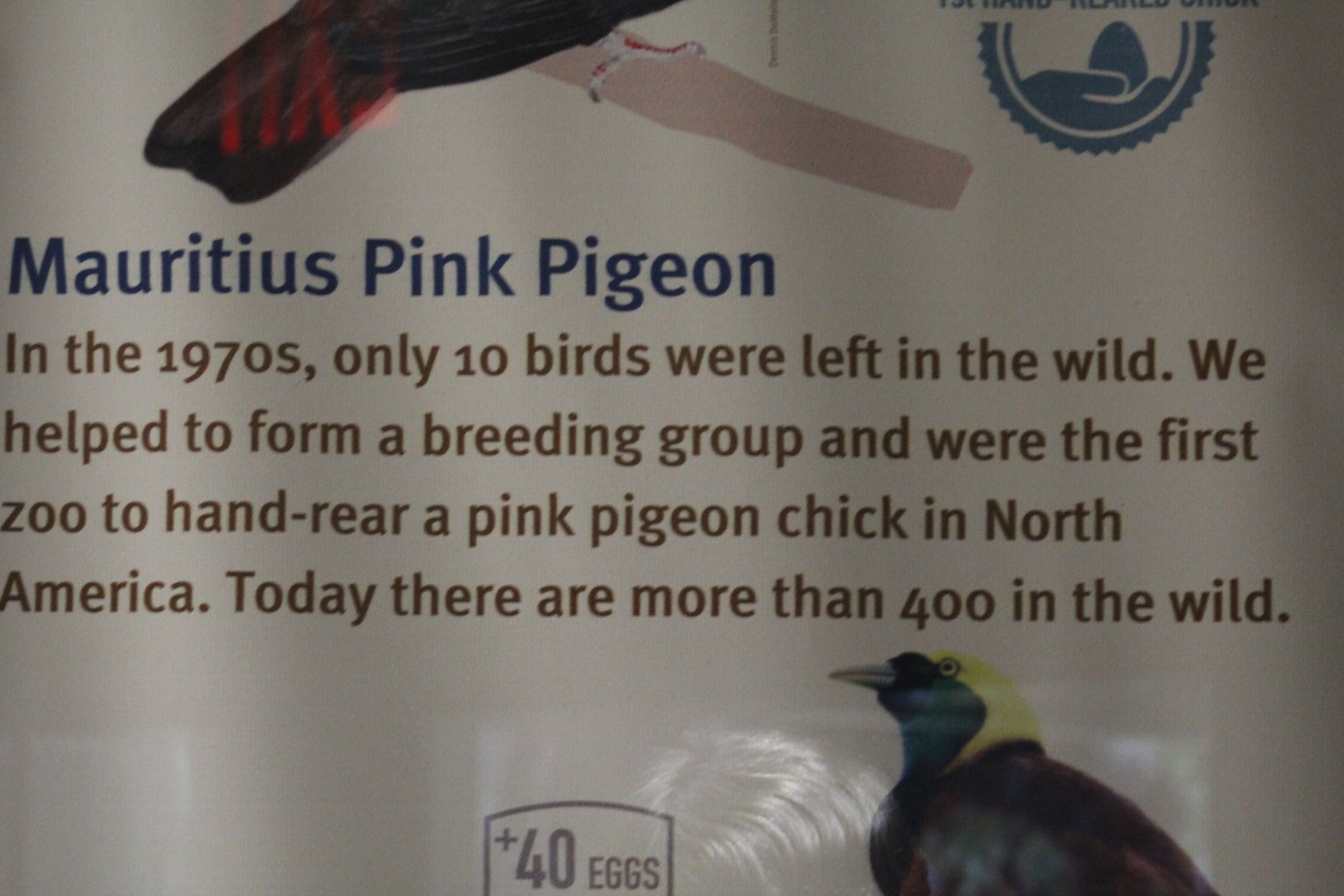 Pink Pigeon Achievements