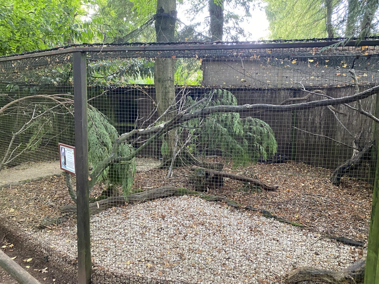 Pink pigeon aviary 120920
