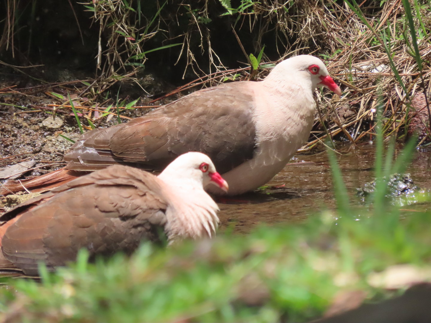 pink pigeon bathing  blsck river national park
