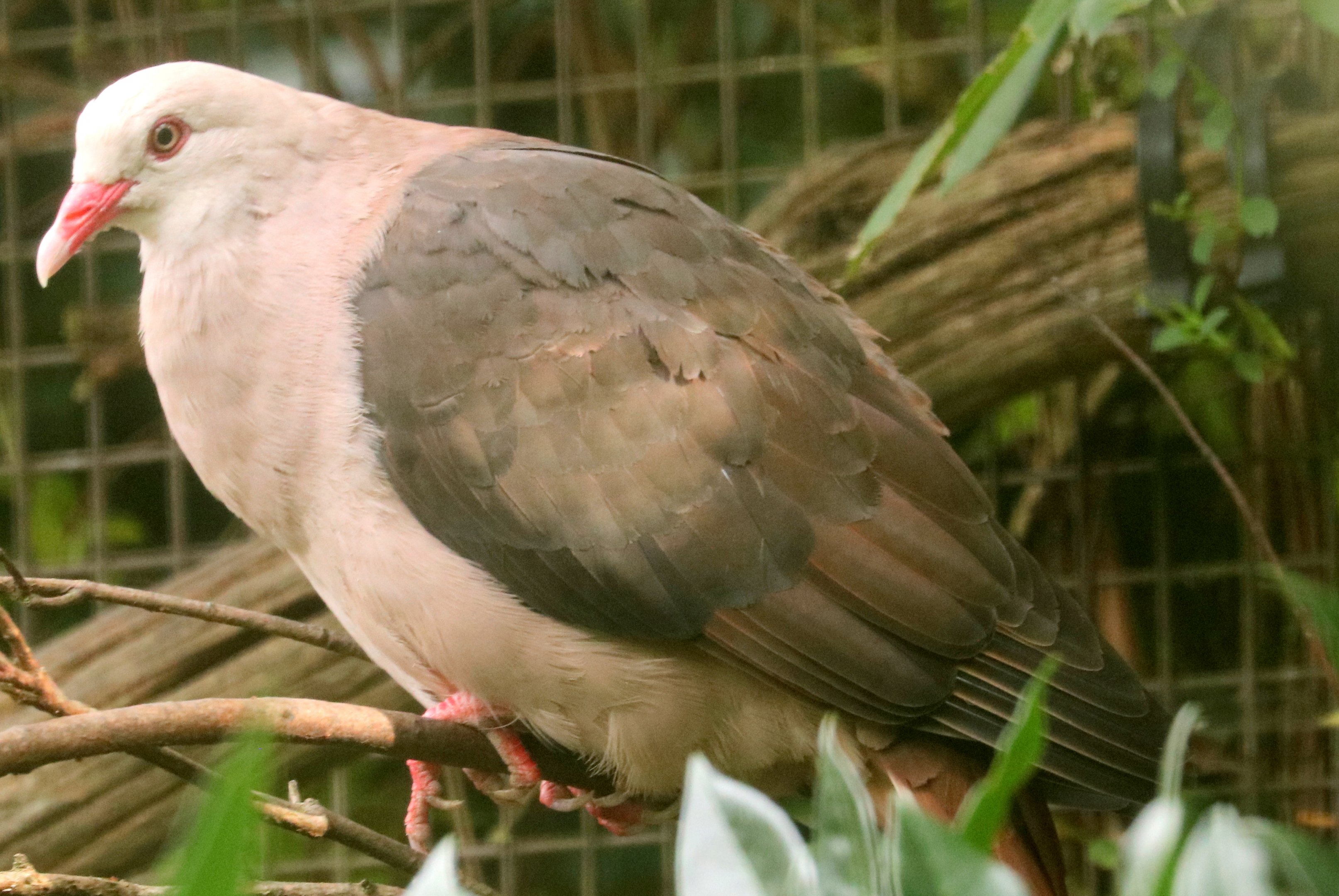 Pink pigeon; Cotswold; 18th August 2019