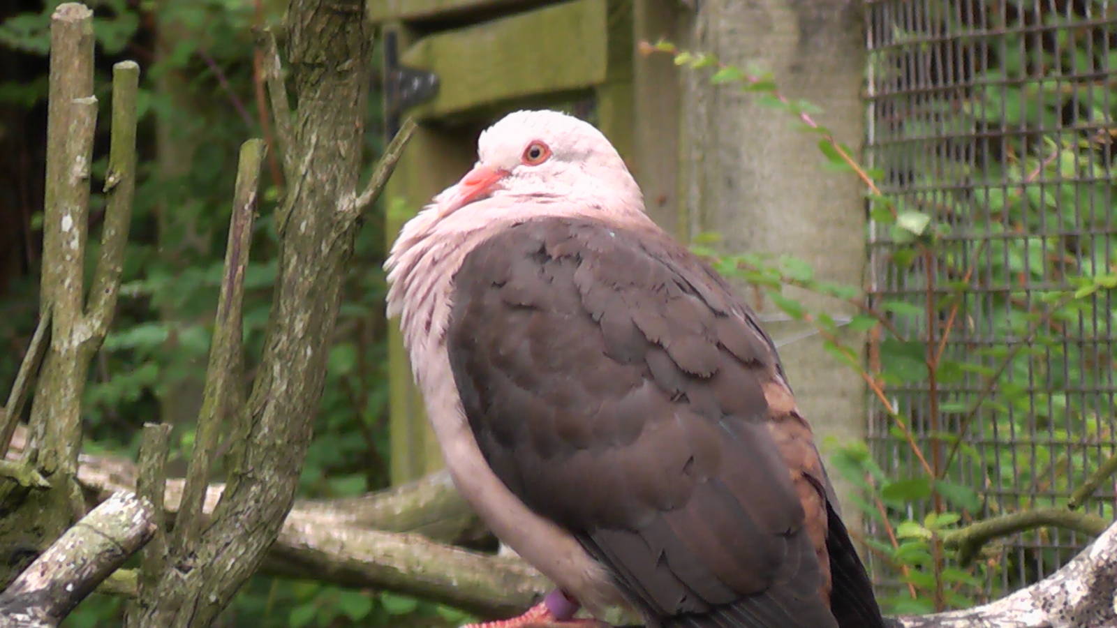 Pink Pigeon - Cotswold Wildlife Park