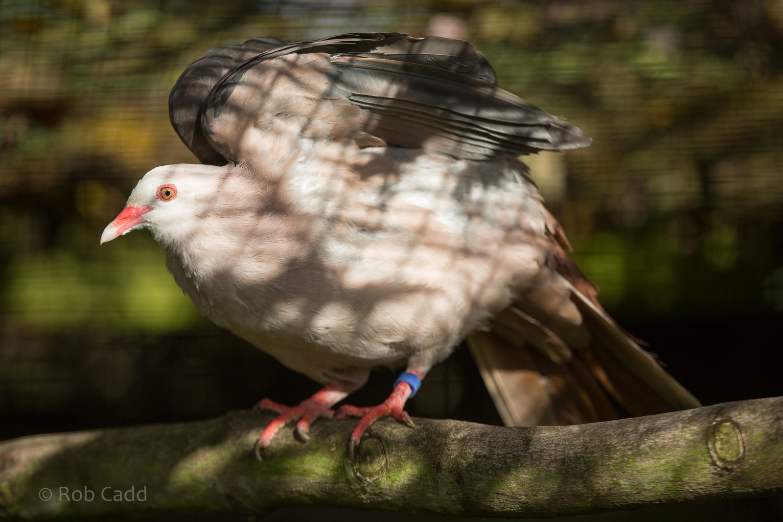 Pink pigeon : Cotswold WP : 25 Oct 2014