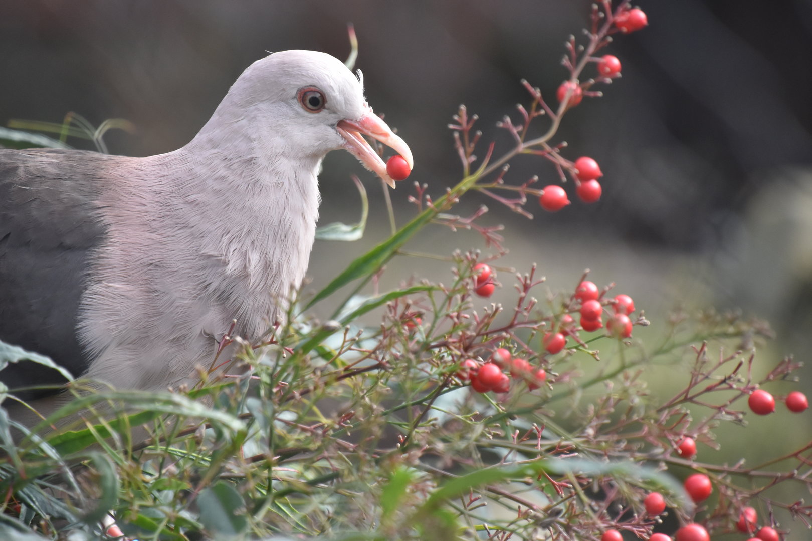 Pink pigeon feeding