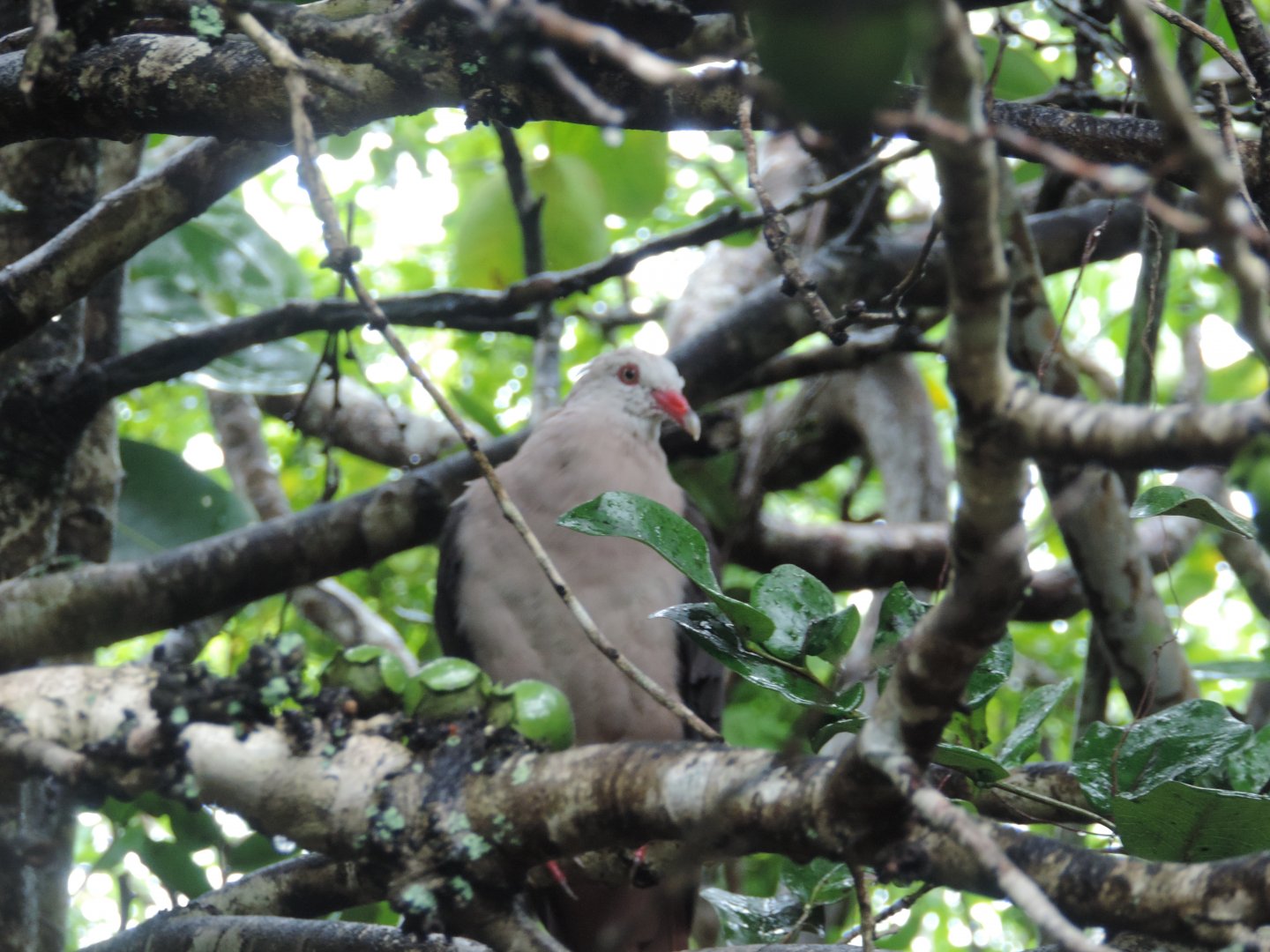 pink pigeon ile aux aigrettes