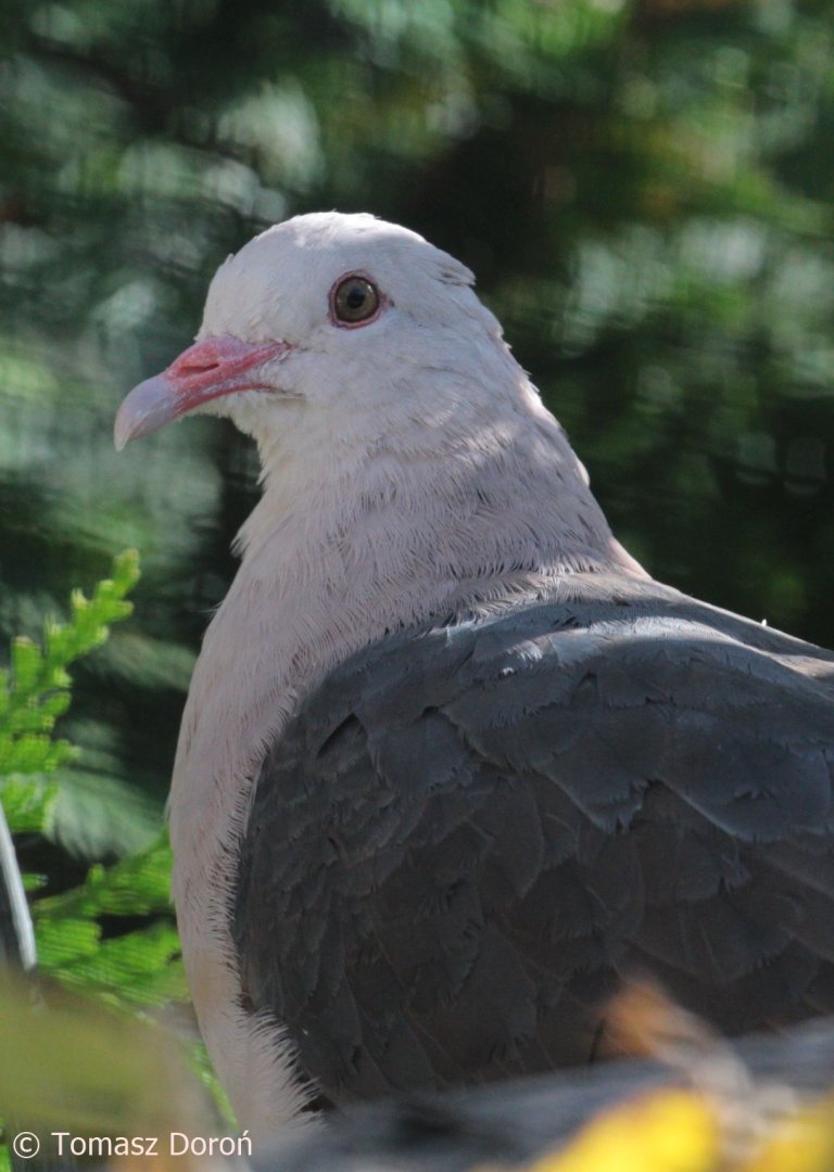 Pink Pigeon (Nesoenas mayeri) at Zoo Zamość (Poland), October 2021