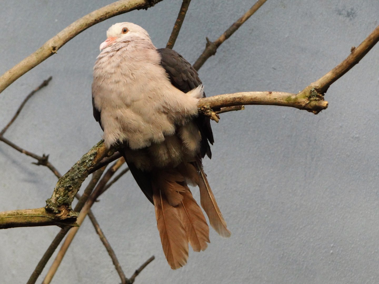 Pink pigeon (Nesoenas mayeri)