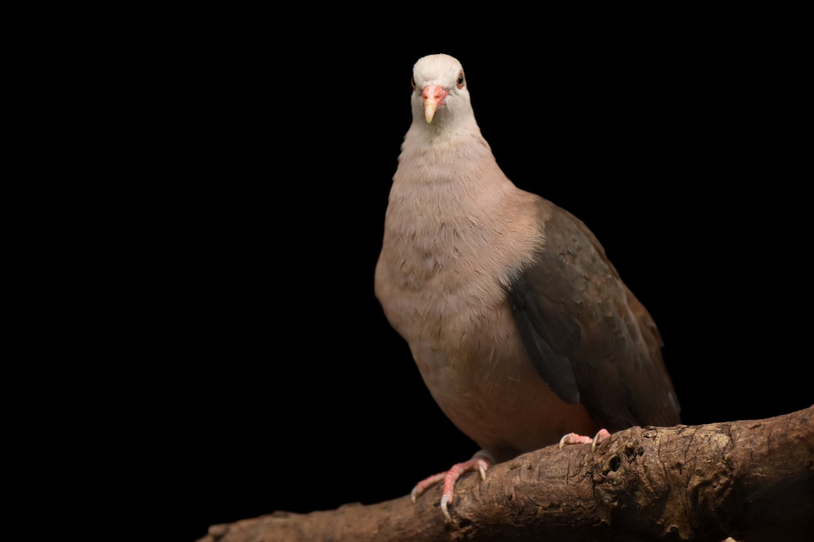 Pink Pigeon Nesoenas mayeri