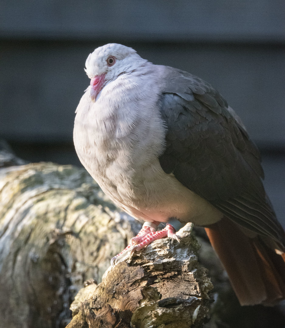 Pink pigeon (Nesoenas mayeri)