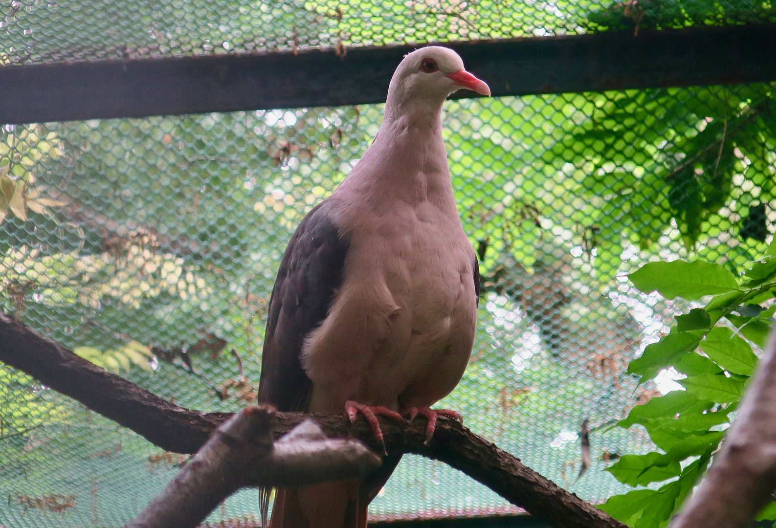 Pink Pigeon (Nesoenas mayeri)