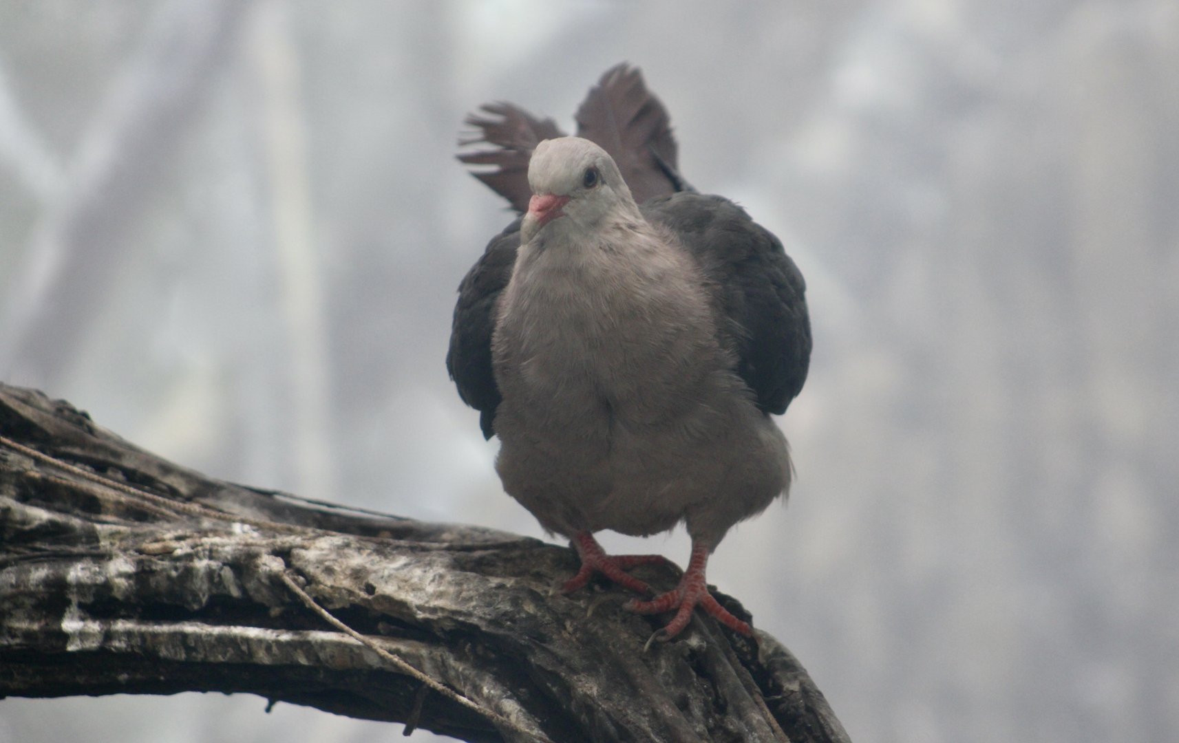 Pink Pigeon (Nesoenas mayeri)