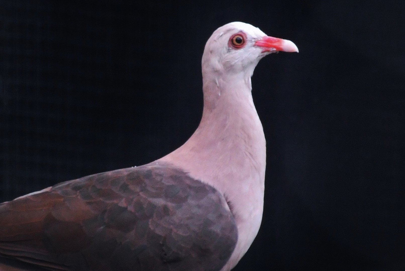 Pink Pigeon (Nesoenas mayeri)
