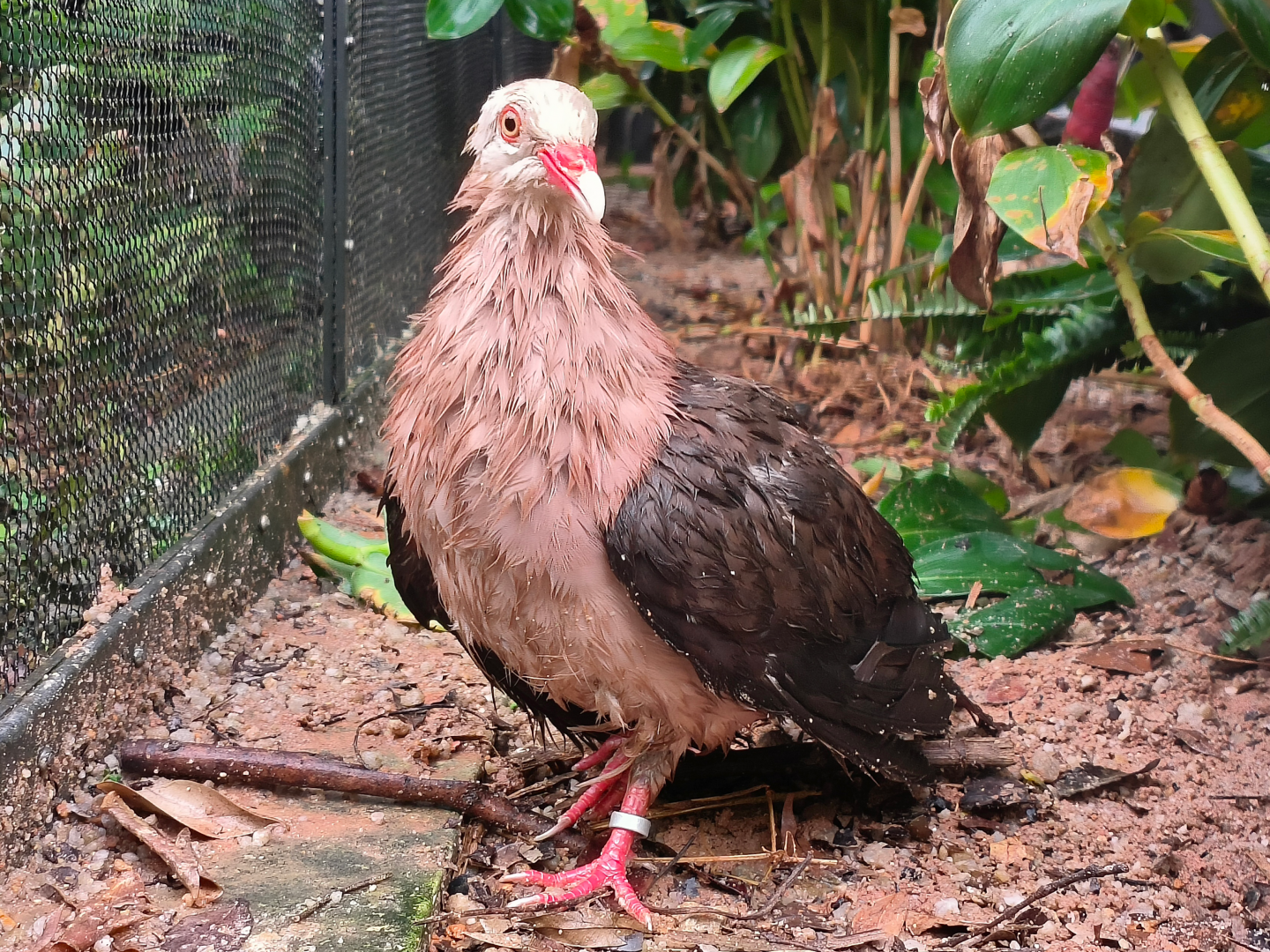 Pink Pigeon (Nesoenas mayeri)