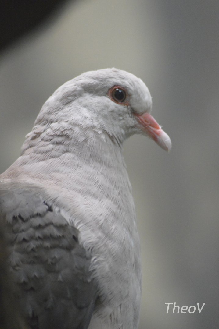 Pink pigeon - World of Birds [2018]