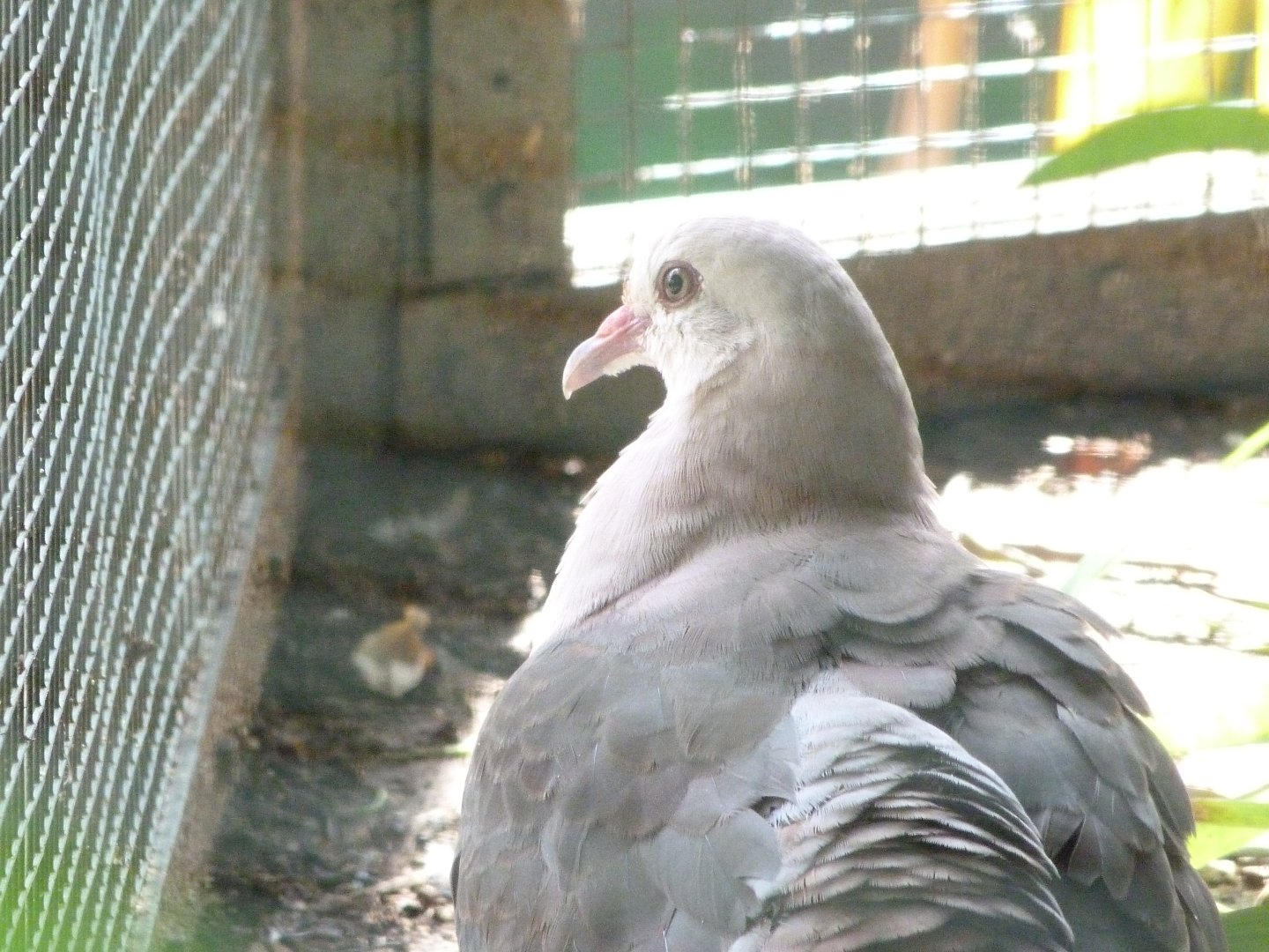 Pink pigeon -Zoo Plzeň (2025)