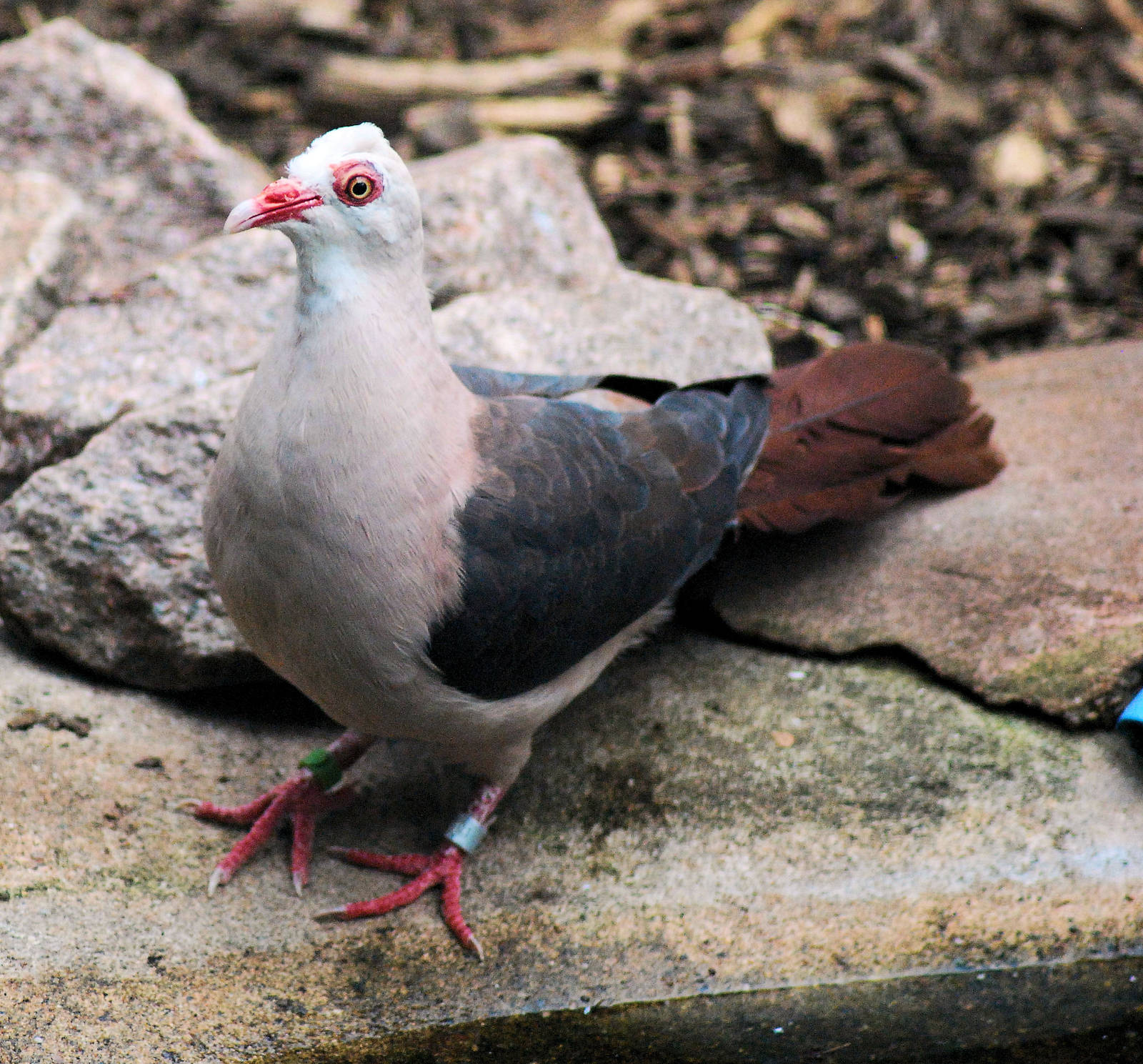 Pink Pigeon