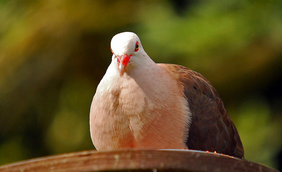 PINK PIGEON