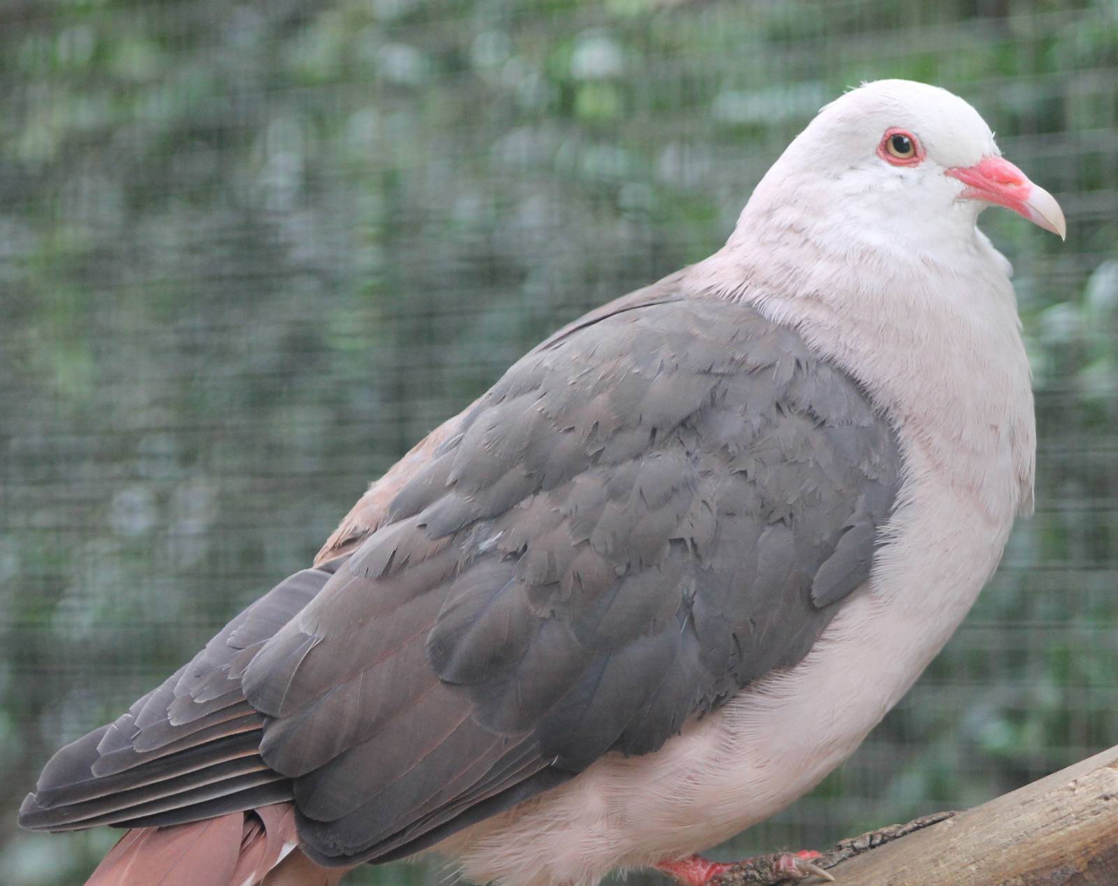 pink pigeon